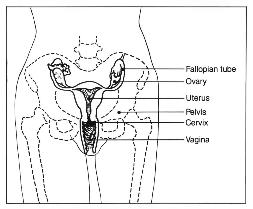 Where is a woman's pelvic area located?/ Pelvis (Female)